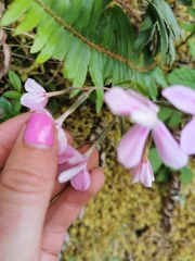 Phlox adsurgens