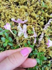 Phlox adsurgens