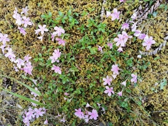 Phlox adsurgens