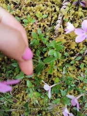 Phlox adsurgens