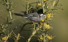 Curruca melanothorax