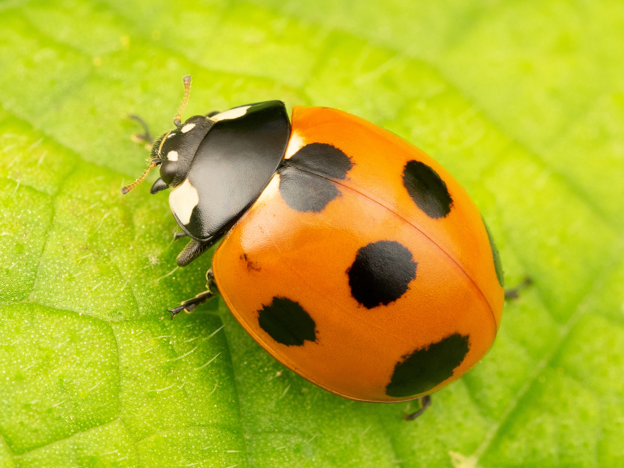 coccinellidae