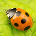 Lady Beetles - Photo (c) Ryosuke Kuwahara, some rights reserved (CC BY-NC)