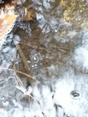 Gerromorpha