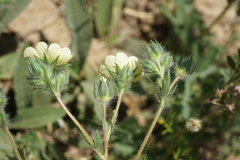 Potentilla recta pilosa