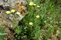 Potentilla recta pilosa