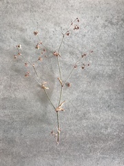 Eriogonum viridescens