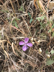 Clarkia bottae