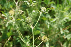 Trifolium retusum