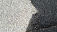 Pygolampis bidentata