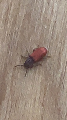 Zenodosus sanguineus