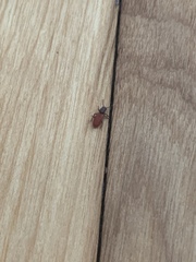 Zenodosus sanguineus