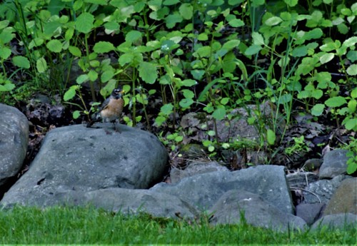 photo of American Robin (Turdus migratorius)