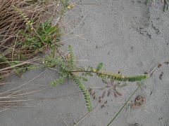 Pimelea villosa
