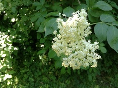 Sambucus nigra