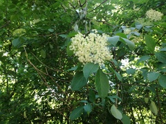 Sambucus nigra