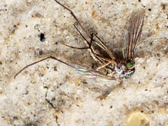Psorophora