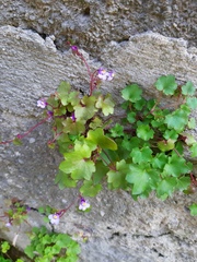 Cymbalaria muralis