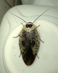 Gyna caffrorum