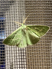 Thetidia smaragdaria