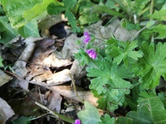 Geranium molle