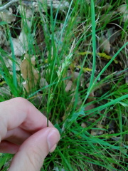 Carex distachya