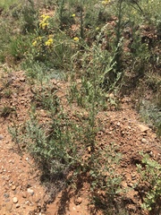 Chenopodium desiccatum leptophylloides