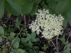 Sambucus nigra