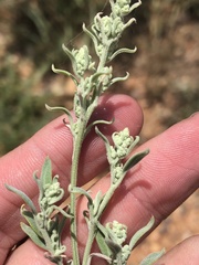 Chenopodium desiccatum leptophylloides