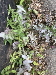 Golovinomyces sonchicola