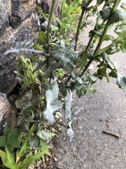 Golovinomyces sonchicola