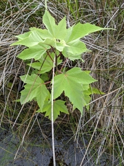 Hibiscus grandiflorus