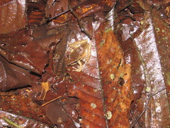 Pristimantis achatinus