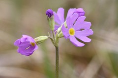Primula mistassinica