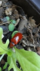 Strongylium hoepfneri