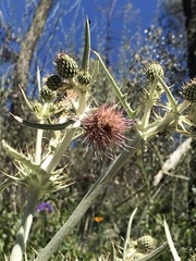 Cirsium douglasii