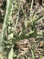 Cirsium douglasii