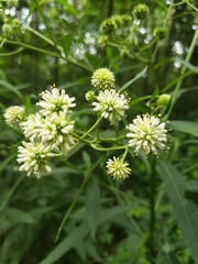 Verbesina walteri