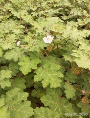 Solanum campechiense
