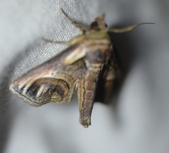 Paectes oculatrix