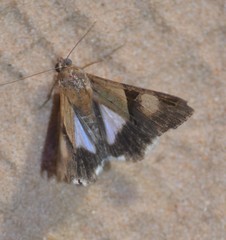 Melipotini