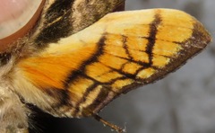 Protambulyx eurycles