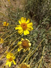 Encelia actoni