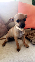 Canis familiaris