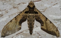 Protambulyx eurycles