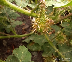 Solanum campechiense