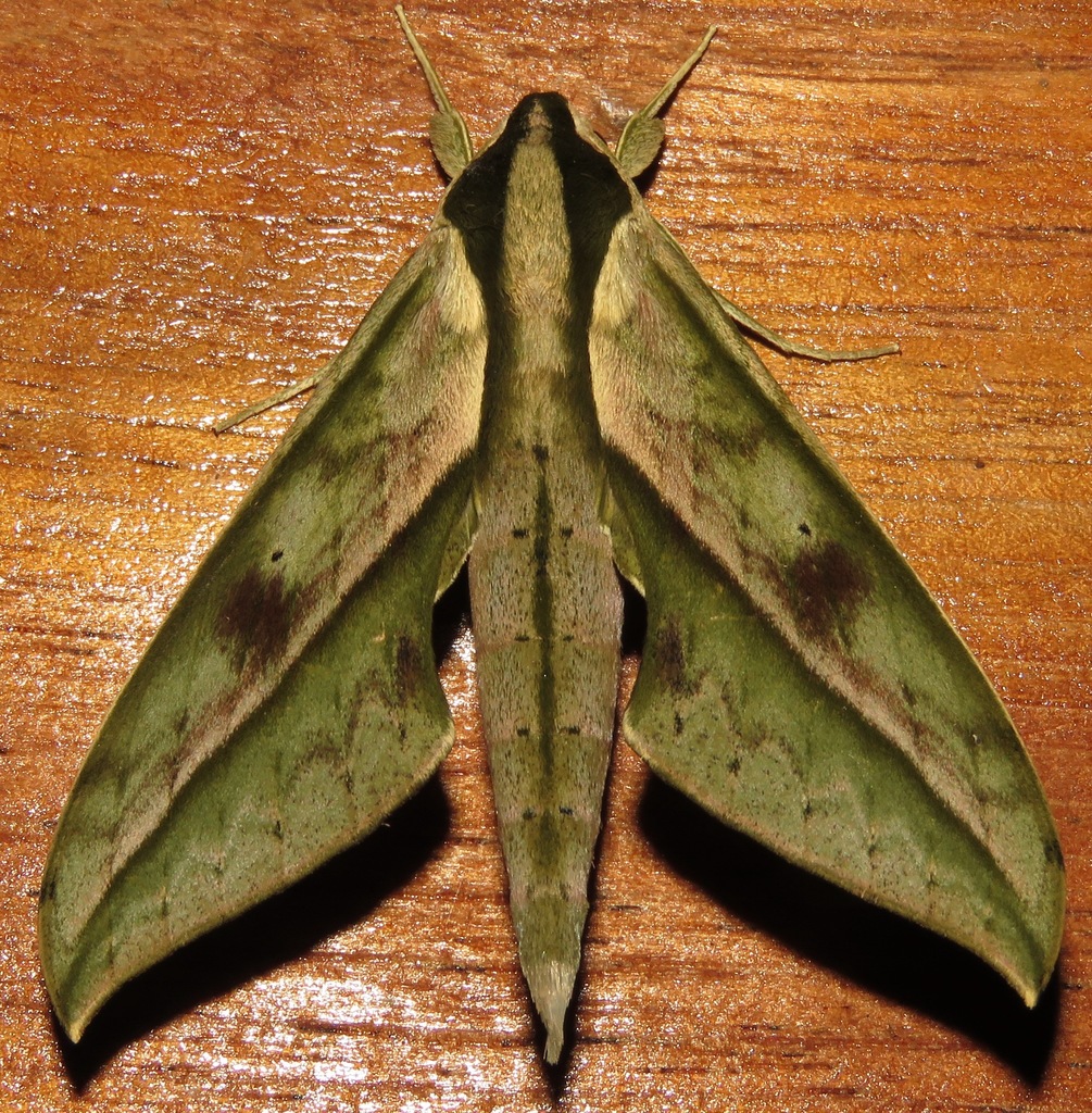 Xylophanes docilis