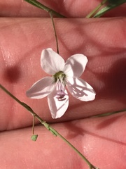 Hesperolinon spergulinum