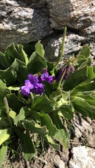 Primula latifolia
