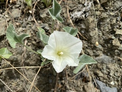 Calystegia collina